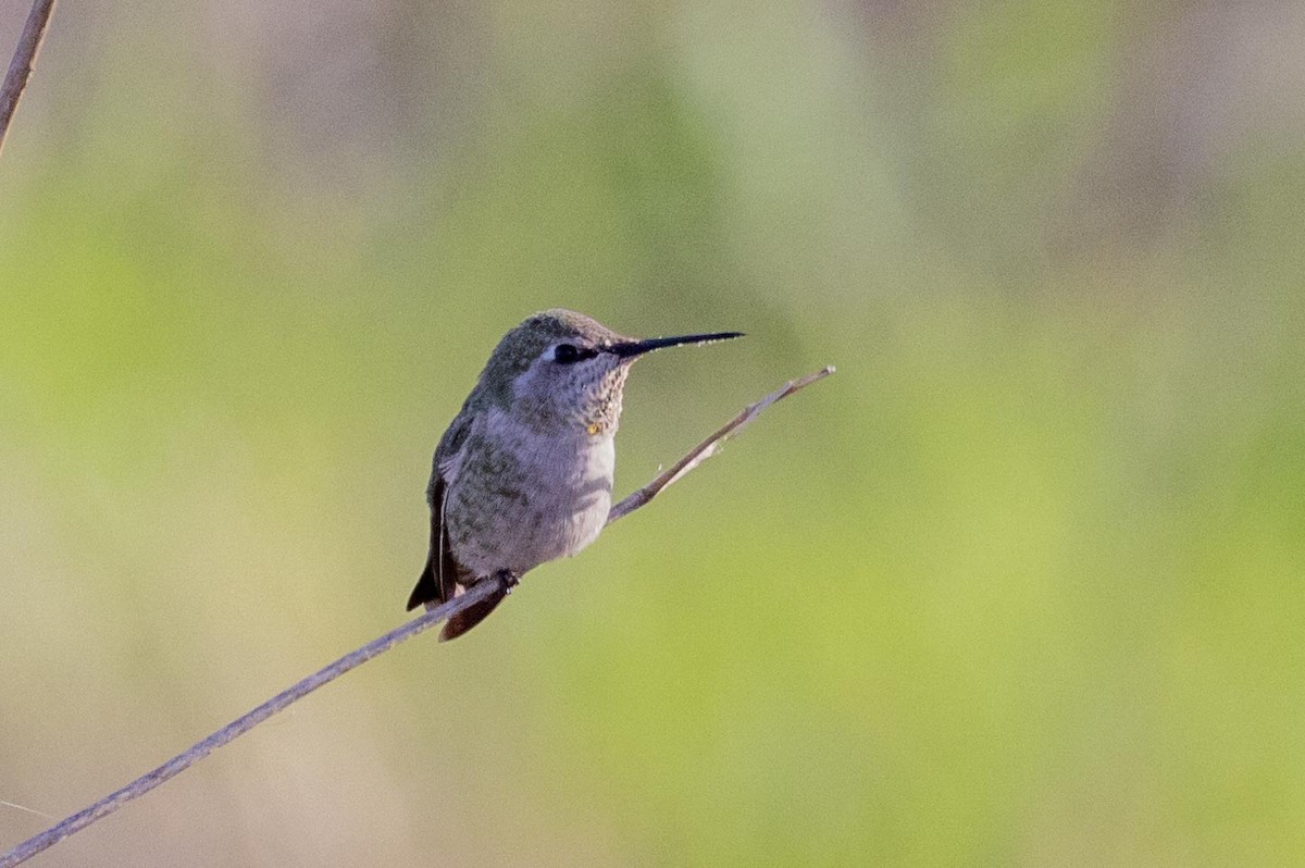 Anna's Hummingbird - ML644572438