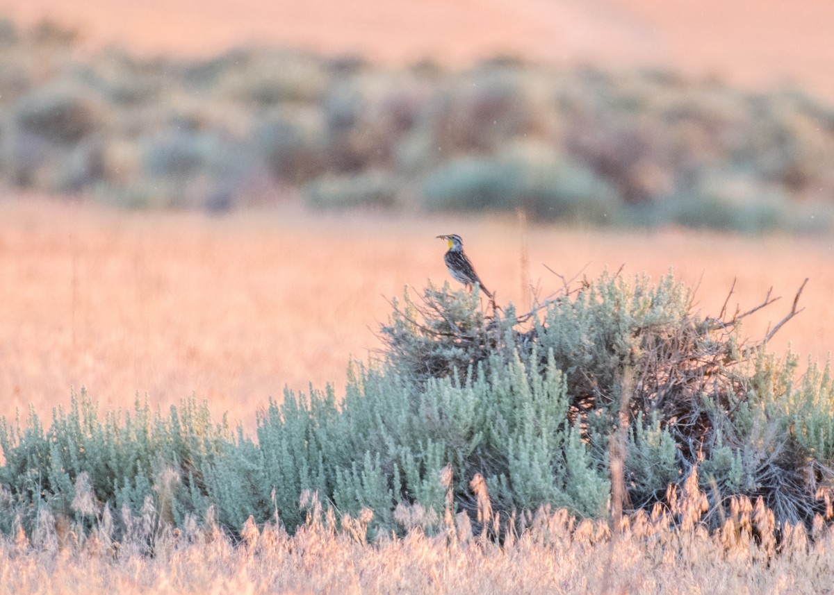 Western Meadowlark - ML644572443