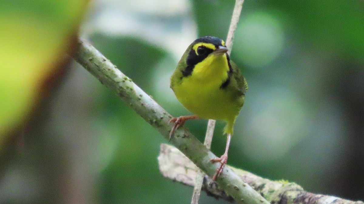 Златобровая желтогрудка - ML644572446