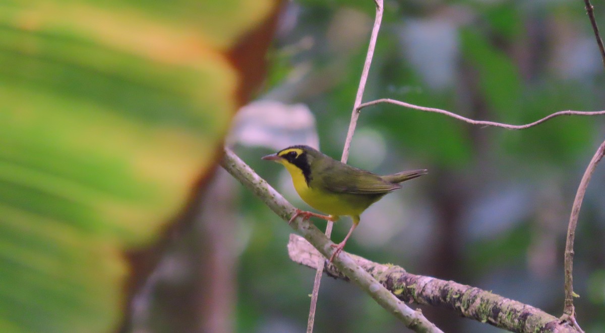 Златобровая желтогрудка - ML644572448