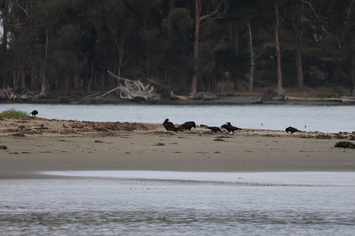 Urubu à tête rouge - ML644572459