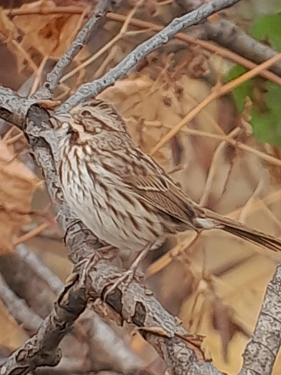 Bruant chanteur - ML644572460