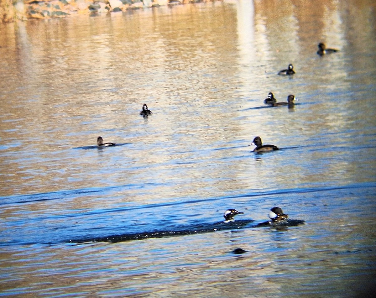 hjelmfiskand - ML644572462