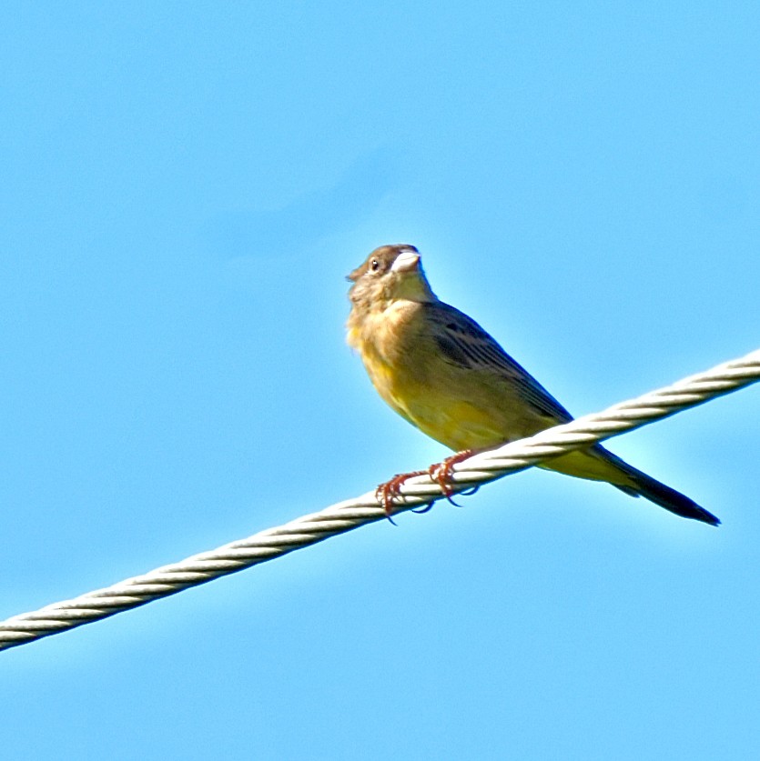 Хүрэн толгойт хөмрөг - ML644572469