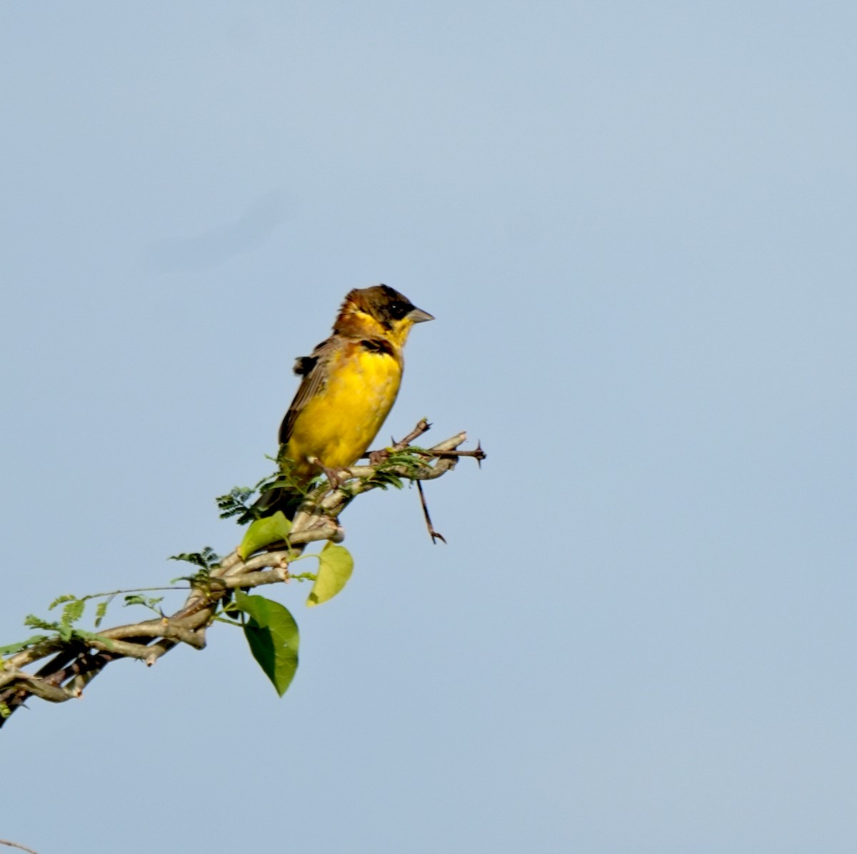 Хар толгойт хөмрөг - ML644572470