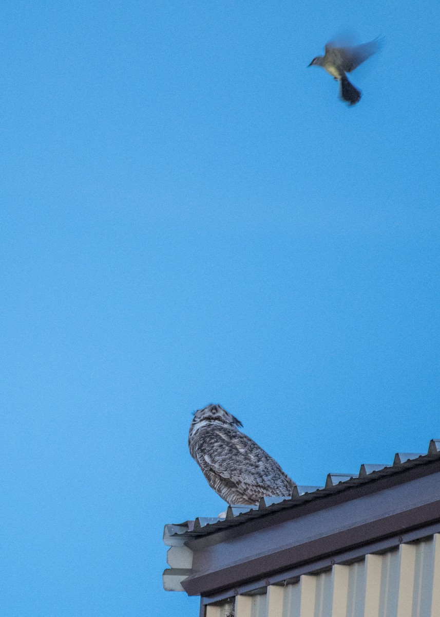 Western Kingbird - ML644572473