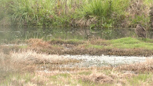 Latham's Snipe - ML644572474
