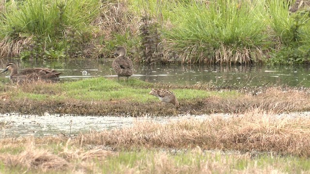 Latham's Snipe - ML644572475