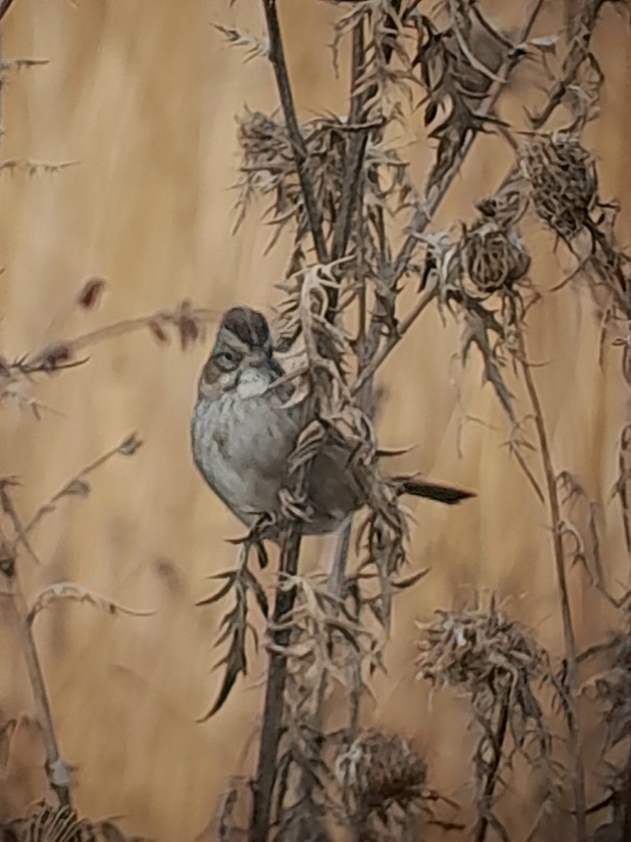 Болотная зонотрихия - ML644572478