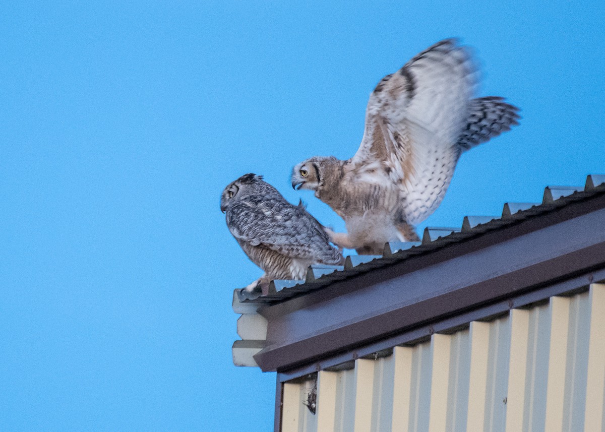 Great Horned Owl - ML644572479