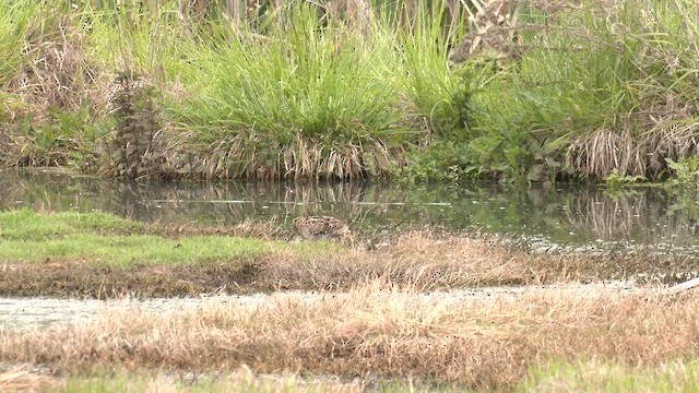 Latham's Snipe - ML644572480