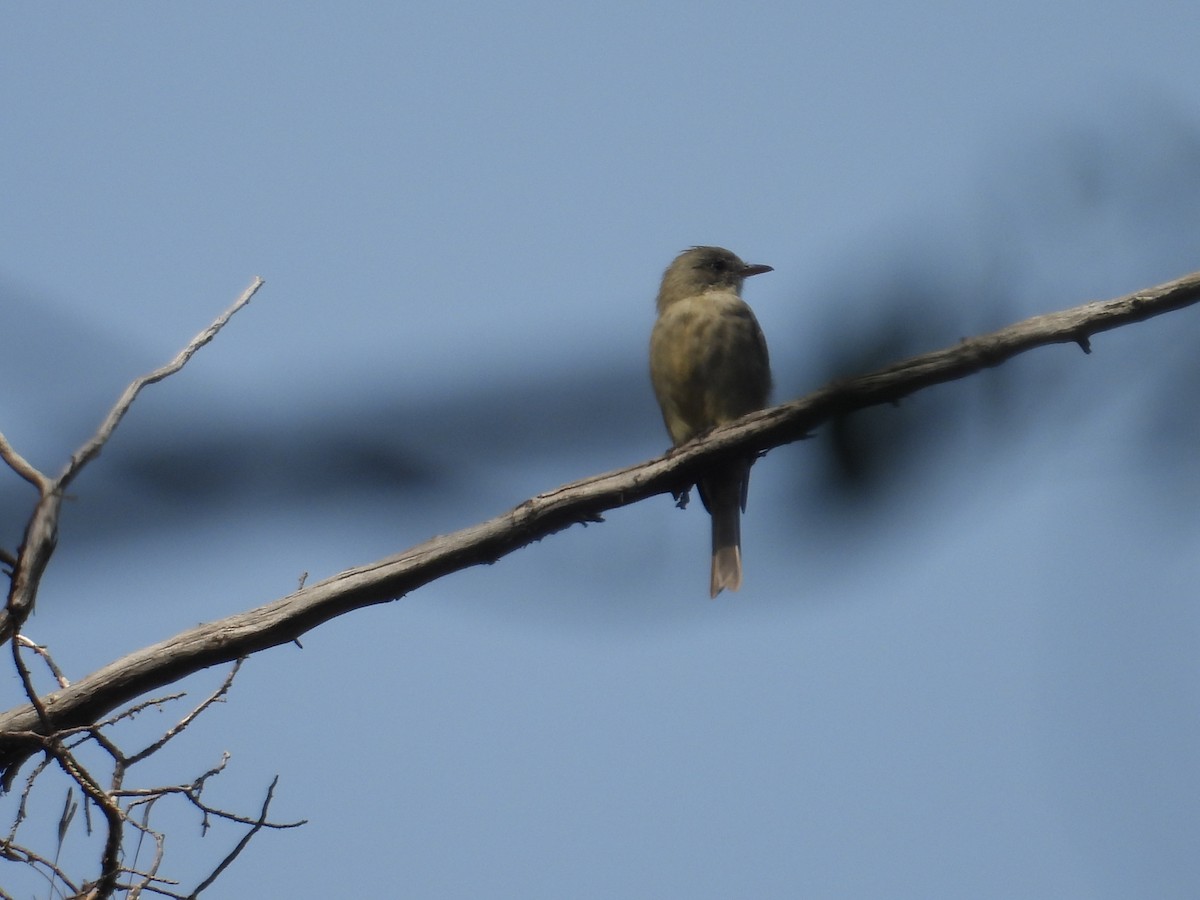 Піві великий - ML644572483