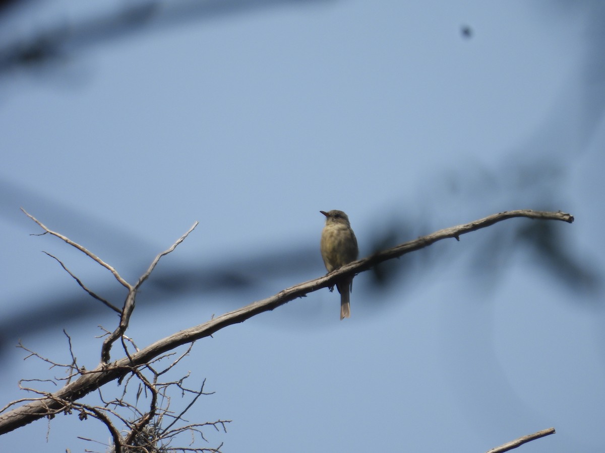Піві великий - ML644572484