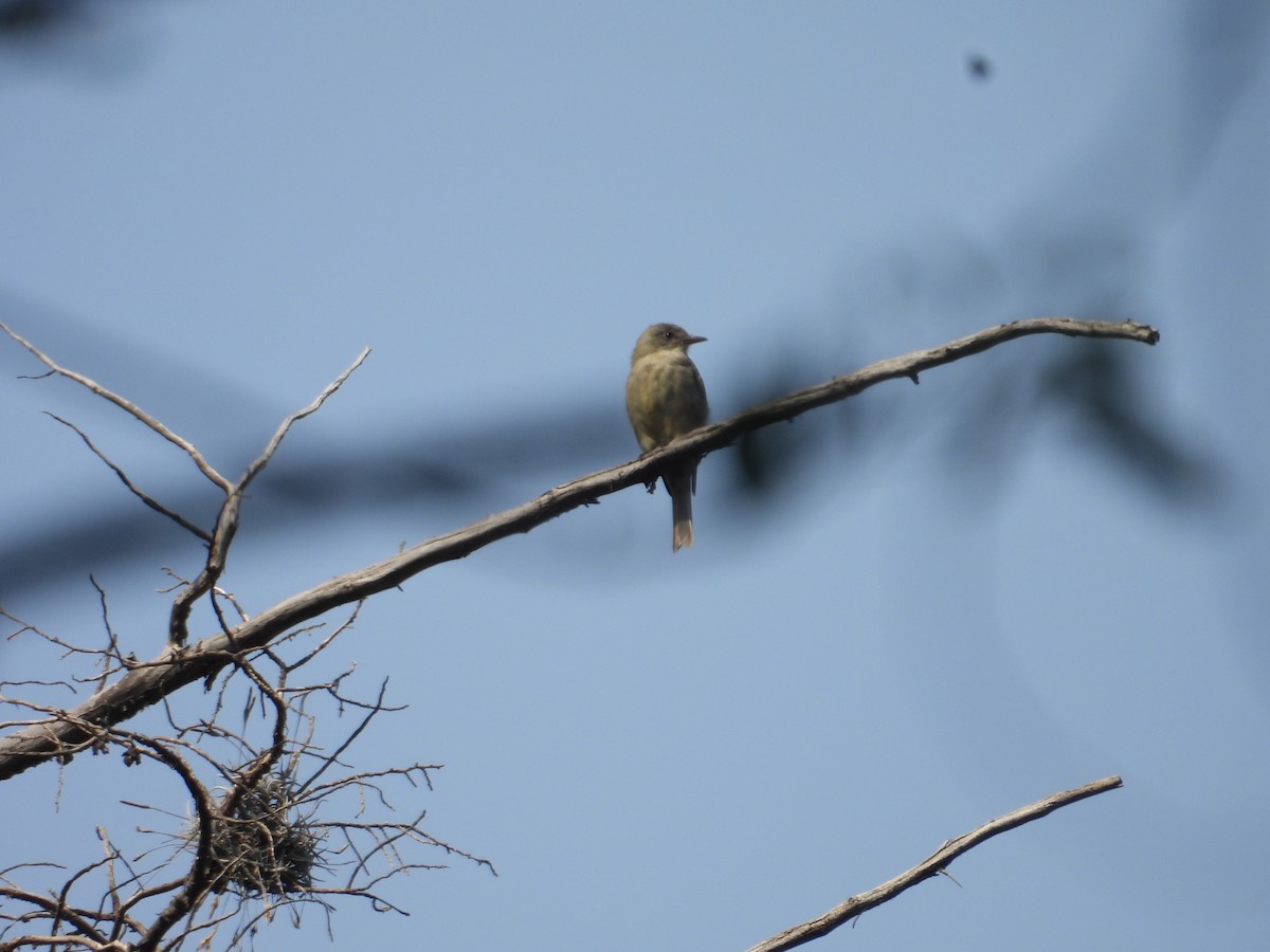 Піві великий - ML644572485