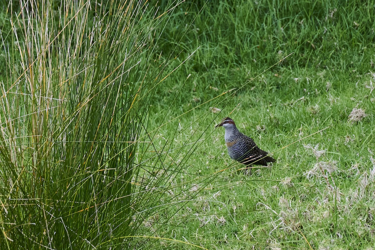 ナンヨウクイナ - ML644572493