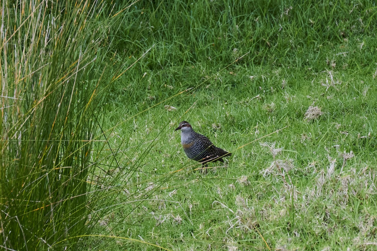 ナンヨウクイナ - ML644572494