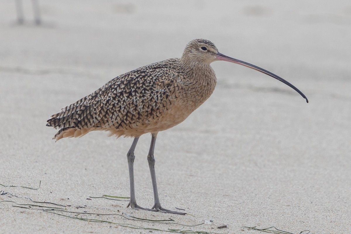 Кульон американський - ML644572498