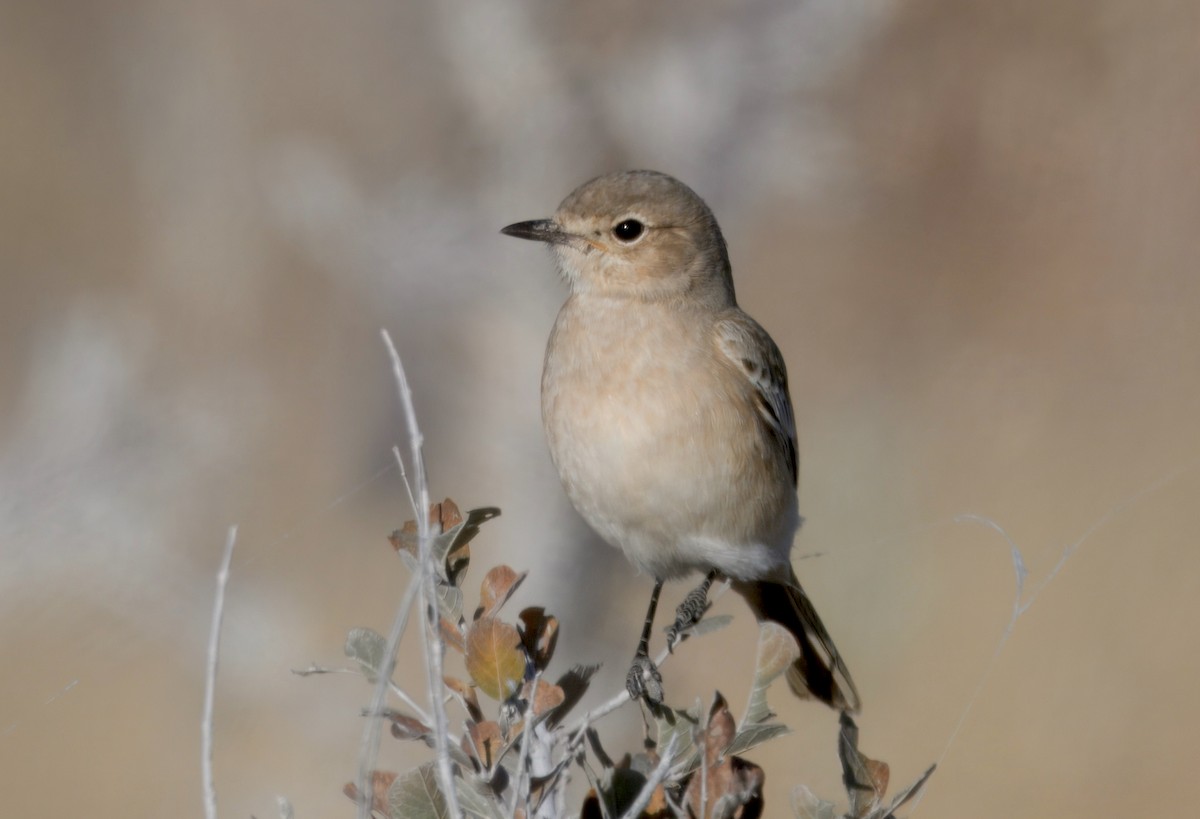 Chat Flycatcher - ML644572505