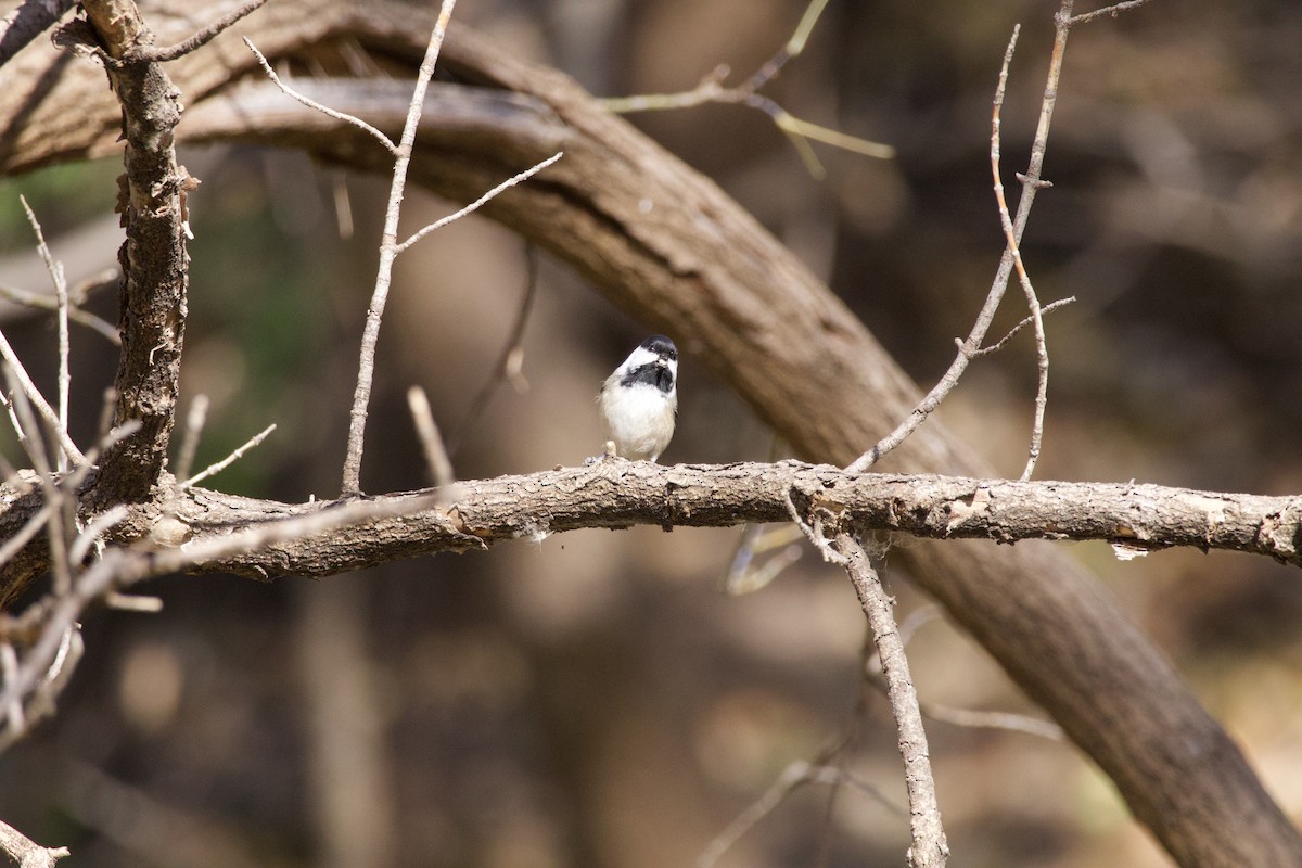 アメリカコガラ - ML644572506