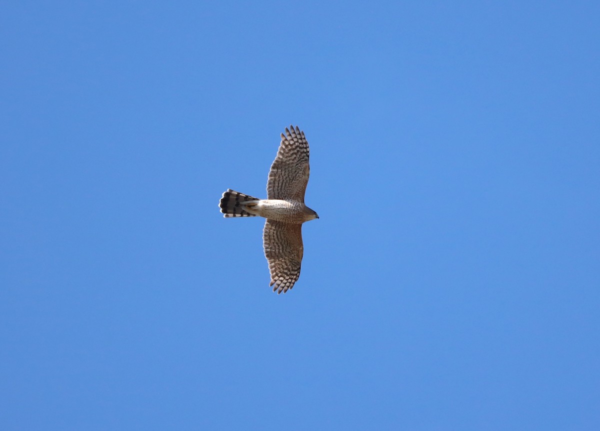 クーパーハイタカ - ML644572507