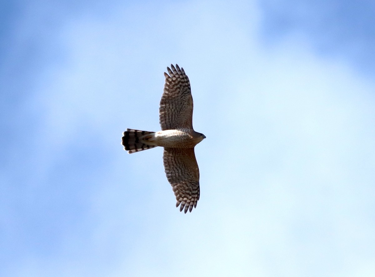 クーパーハイタカ - ML644572508