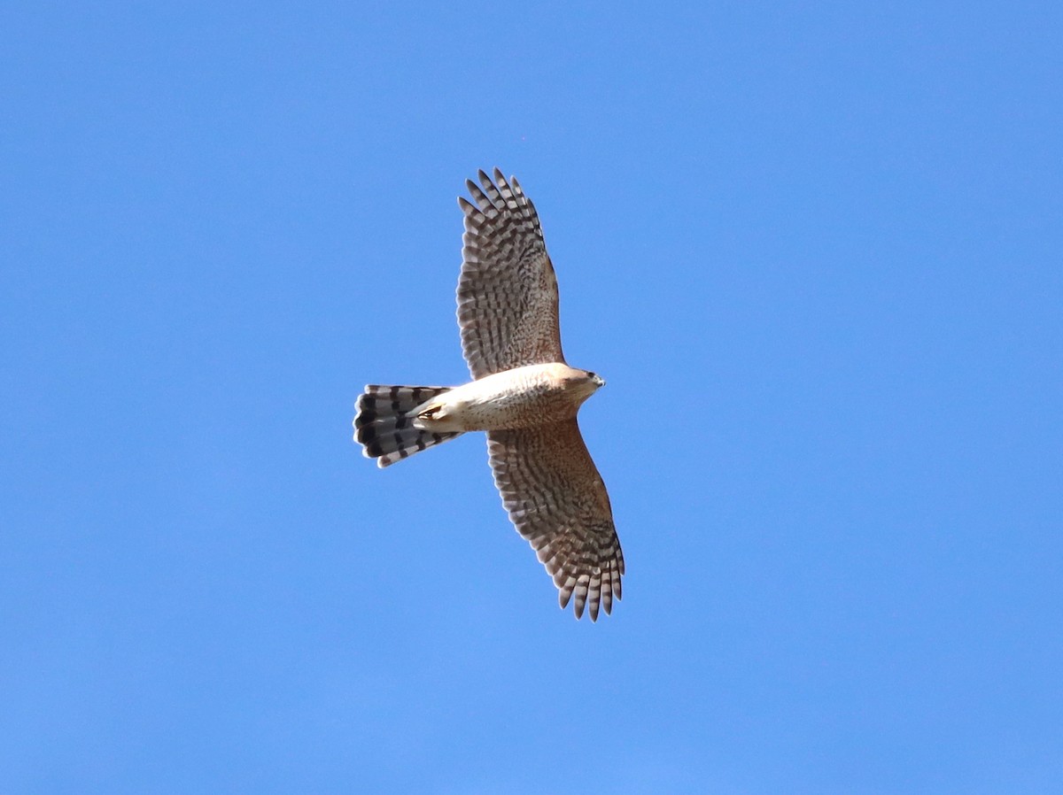 Cooper's Hawk - ML644572510