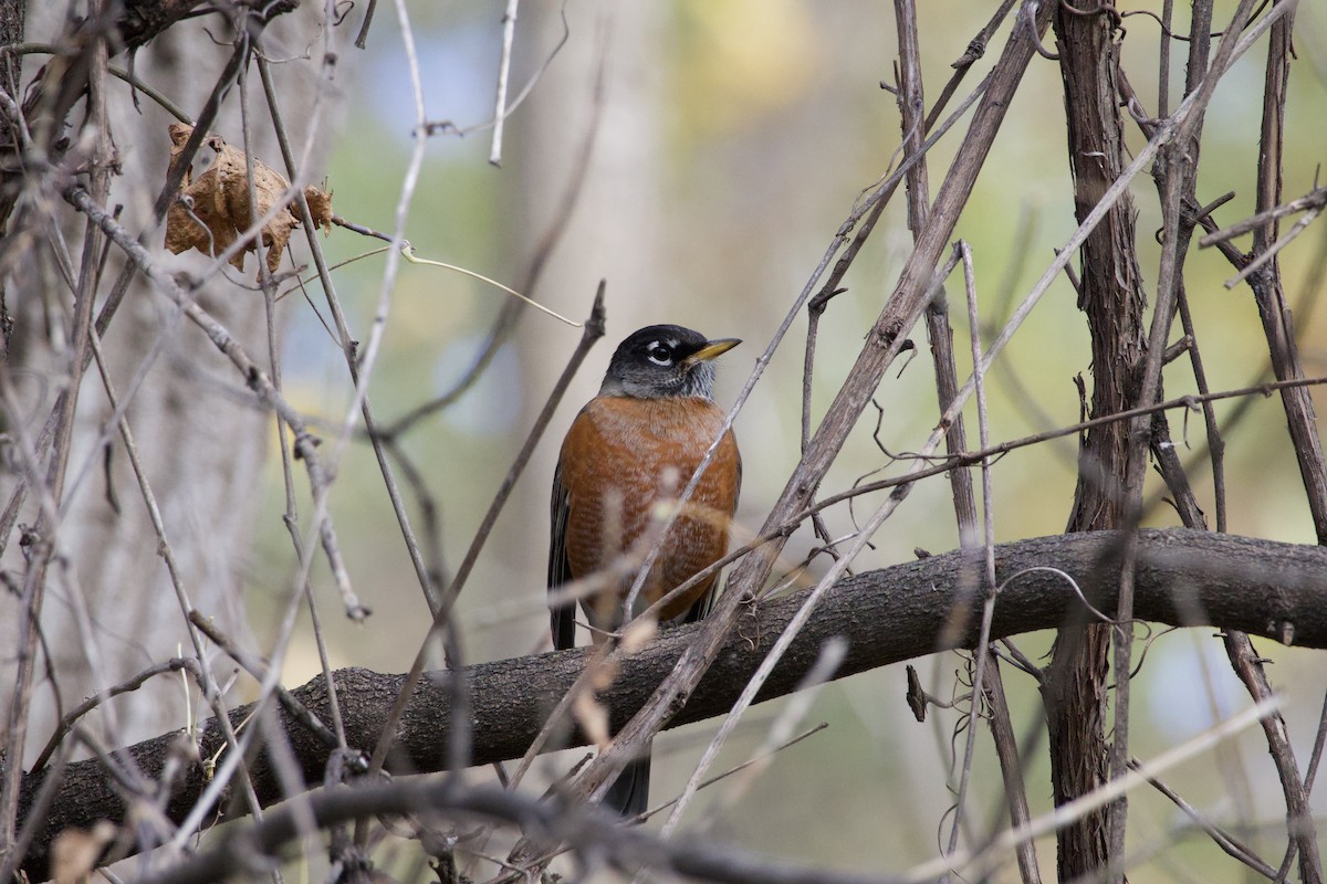 コマツグミ - ML644572511