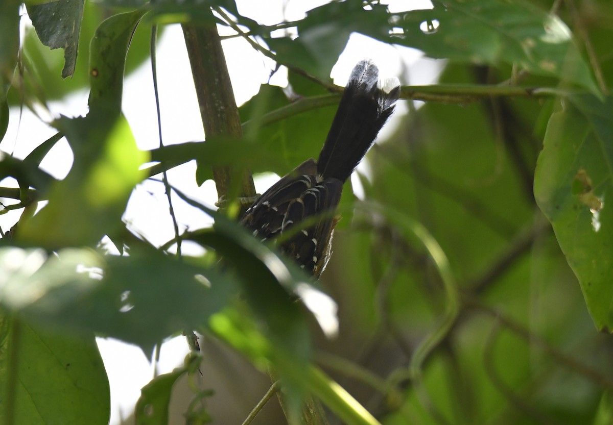 アカハラオナガアリドリ - ML644572512