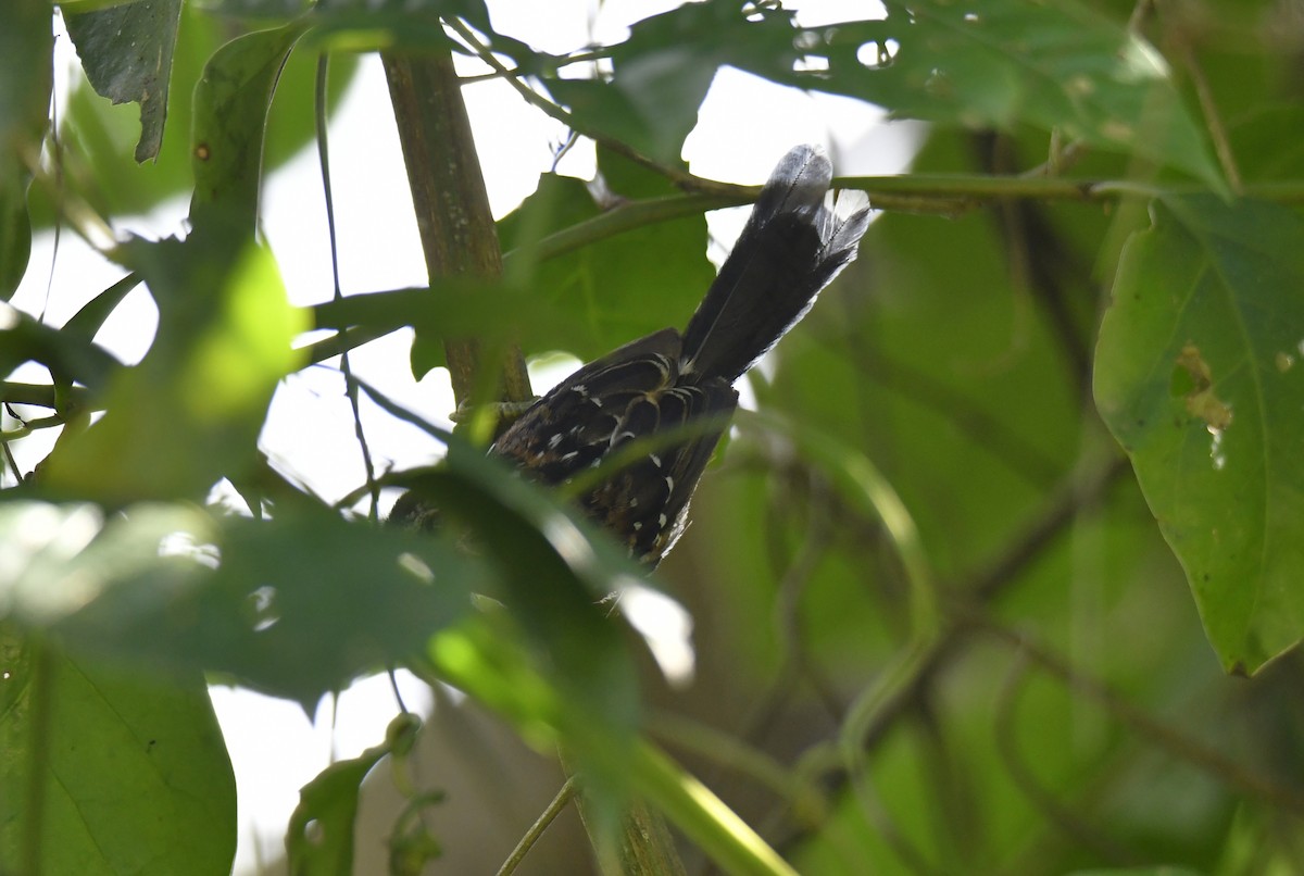 アカハラオナガアリドリ - ML644572513