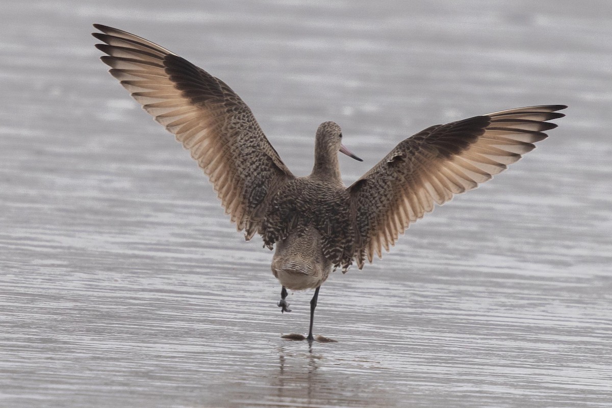 アメリカオオソリハシシギ - ML644572514