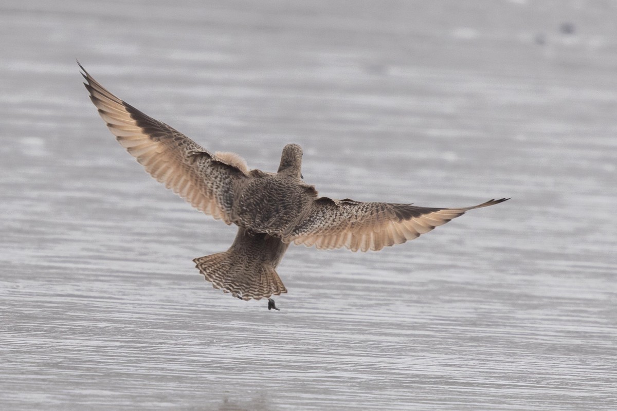 アメリカオオソリハシシギ - ML644572515