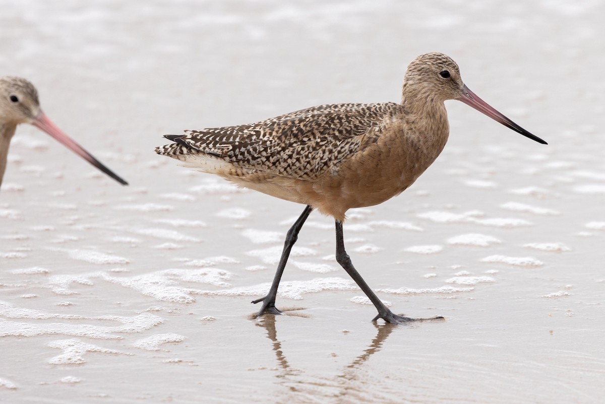 アメリカオオソリハシシギ - ML644572516