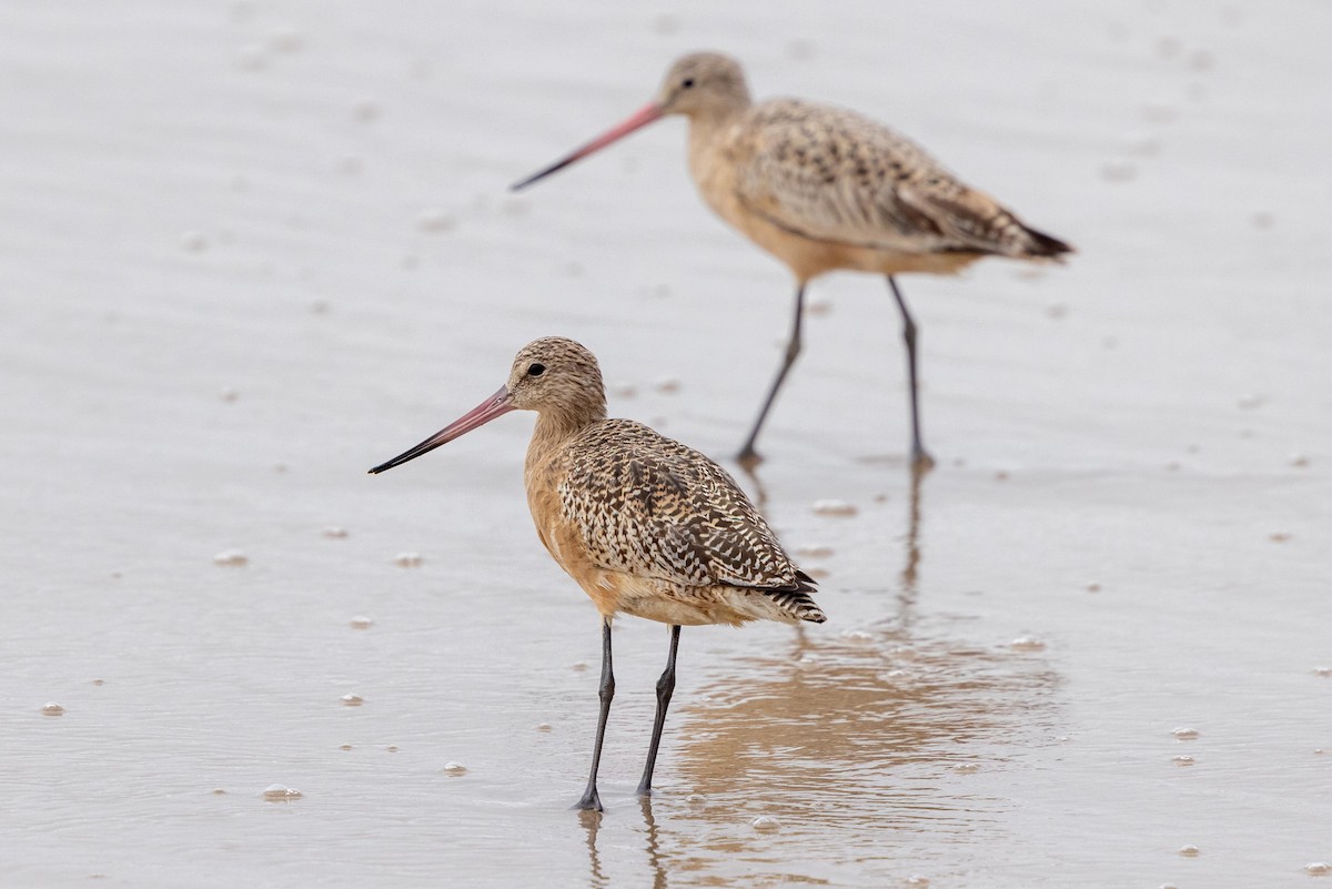 アメリカオオソリハシシギ - ML644572517