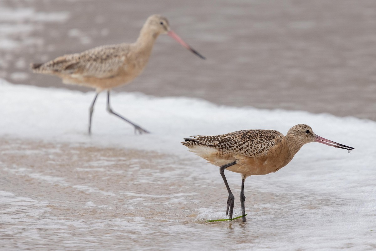 アメリカオオソリハシシギ - ML644572518