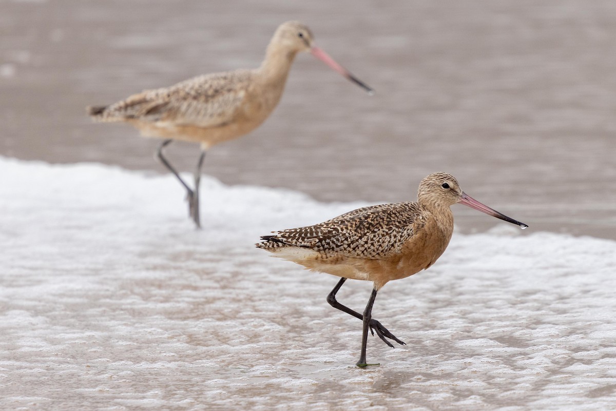 アメリカオオソリハシシギ - ML644572519