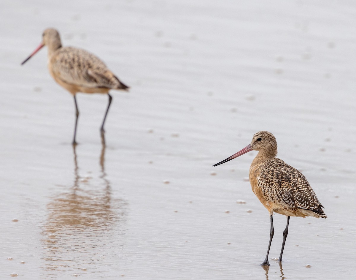 アメリカオオソリハシシギ - ML644572520