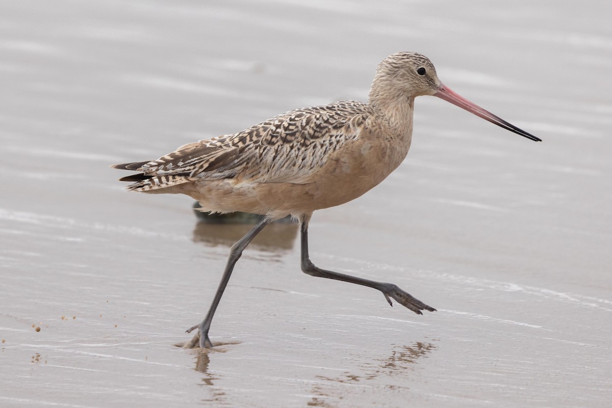 アメリカオオソリハシシギ - ML644572521