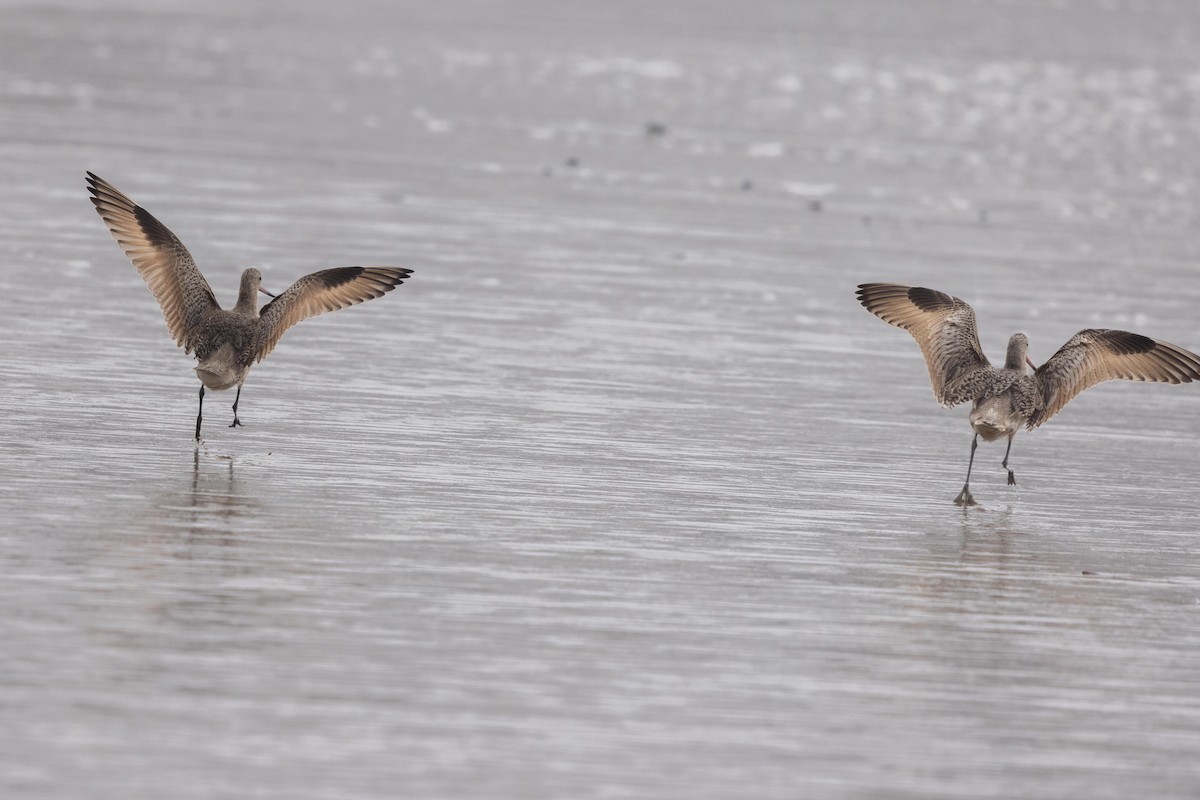 アメリカオオソリハシシギ - ML644572522