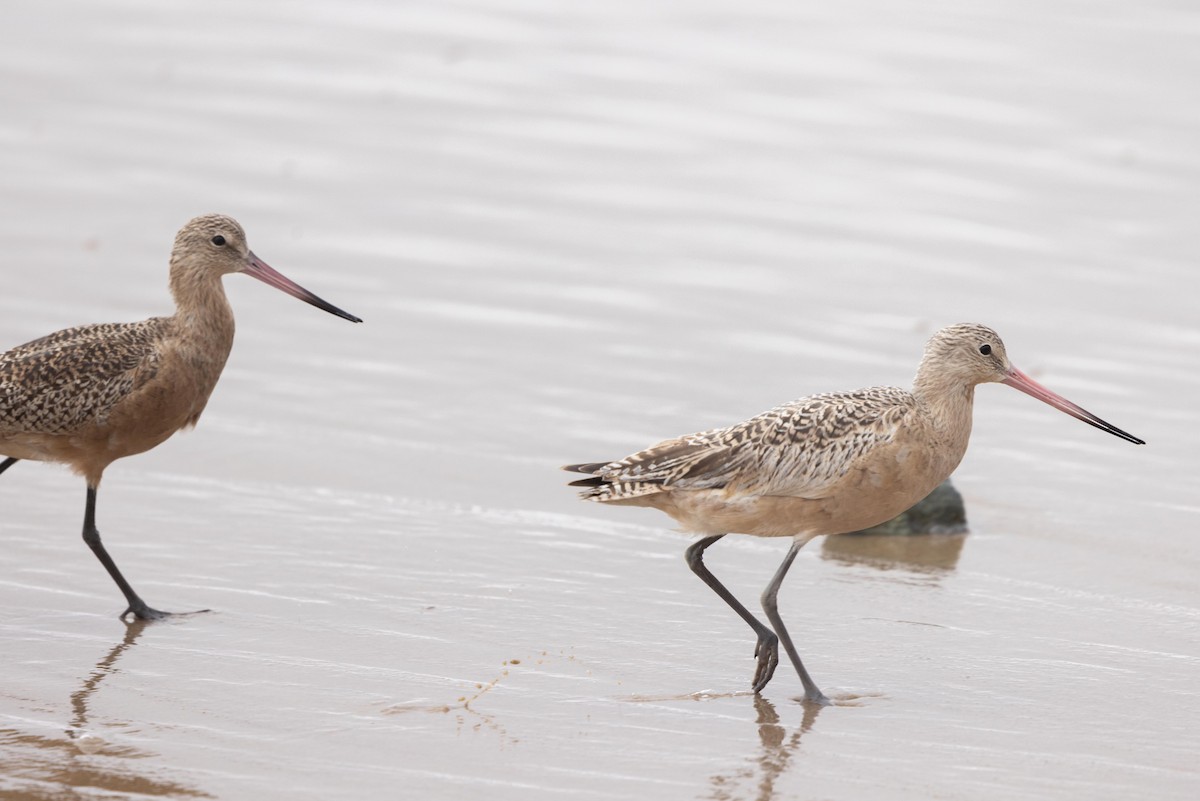 アメリカオオソリハシシギ - ML644572523