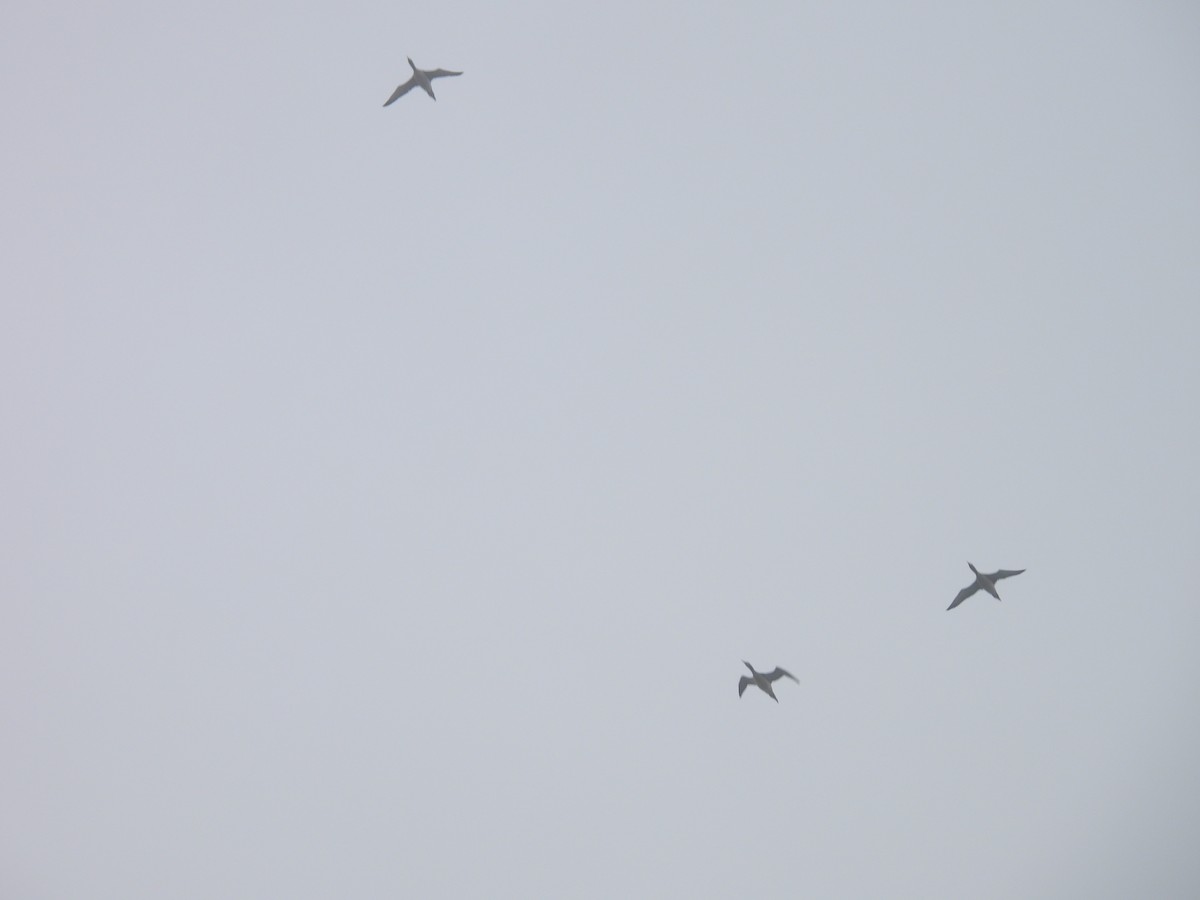 アビ科 - ML644572528