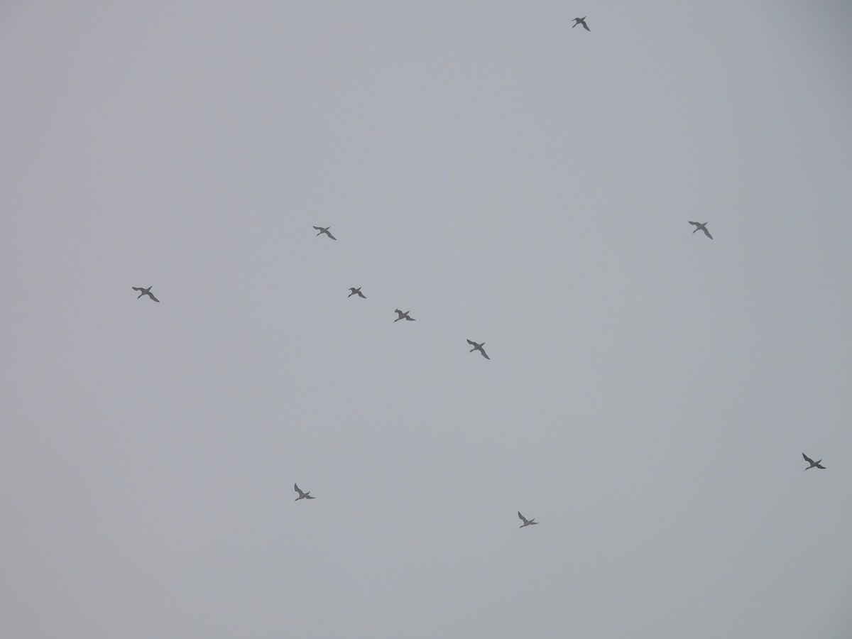 アビ科 - ML644572529