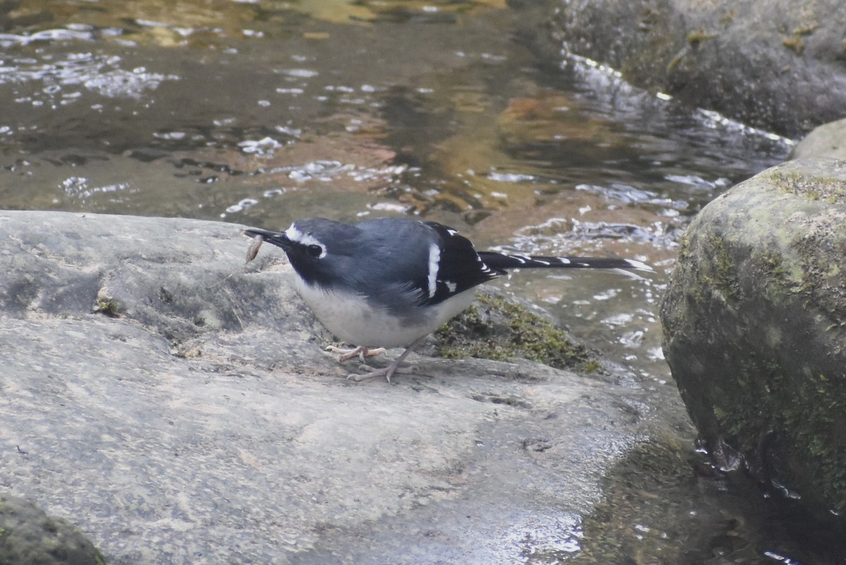 セアオエンビシキチョウ - ML644572531