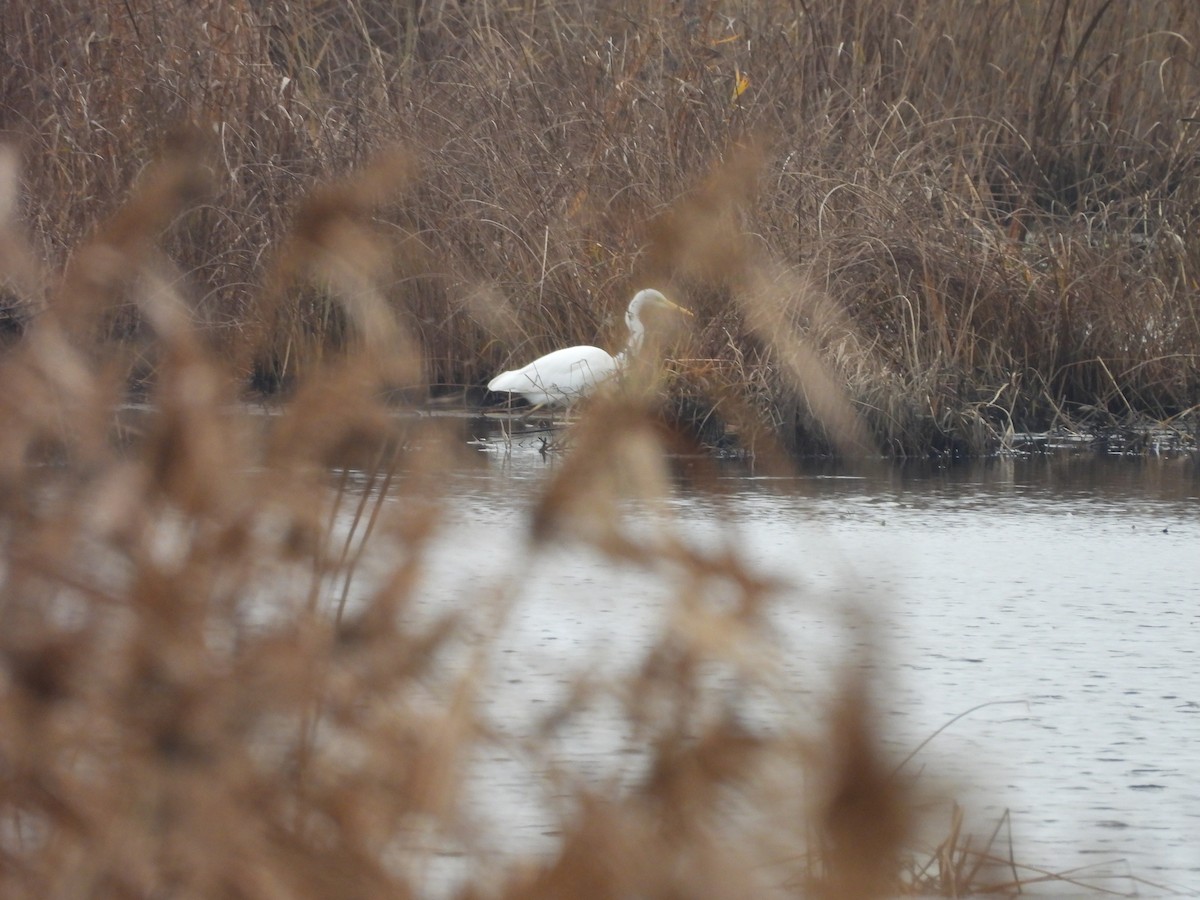 ダイサギ - ML644572532