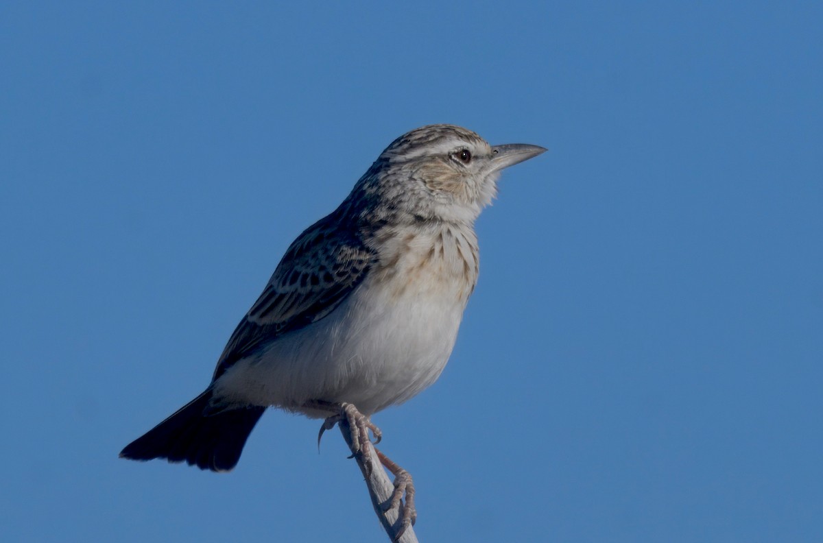 ハヤシヤブヒバリ - ML644572533