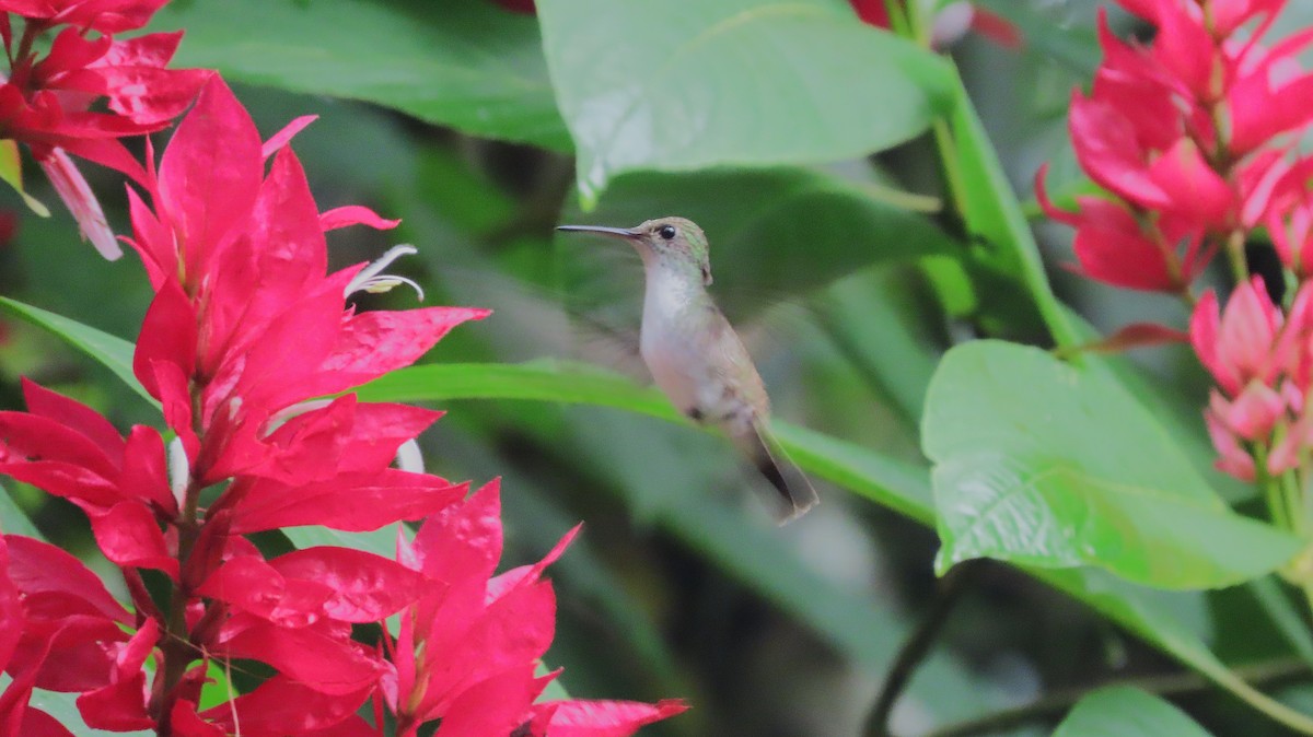 シロハラエメラルドハチドリ - ML644572534