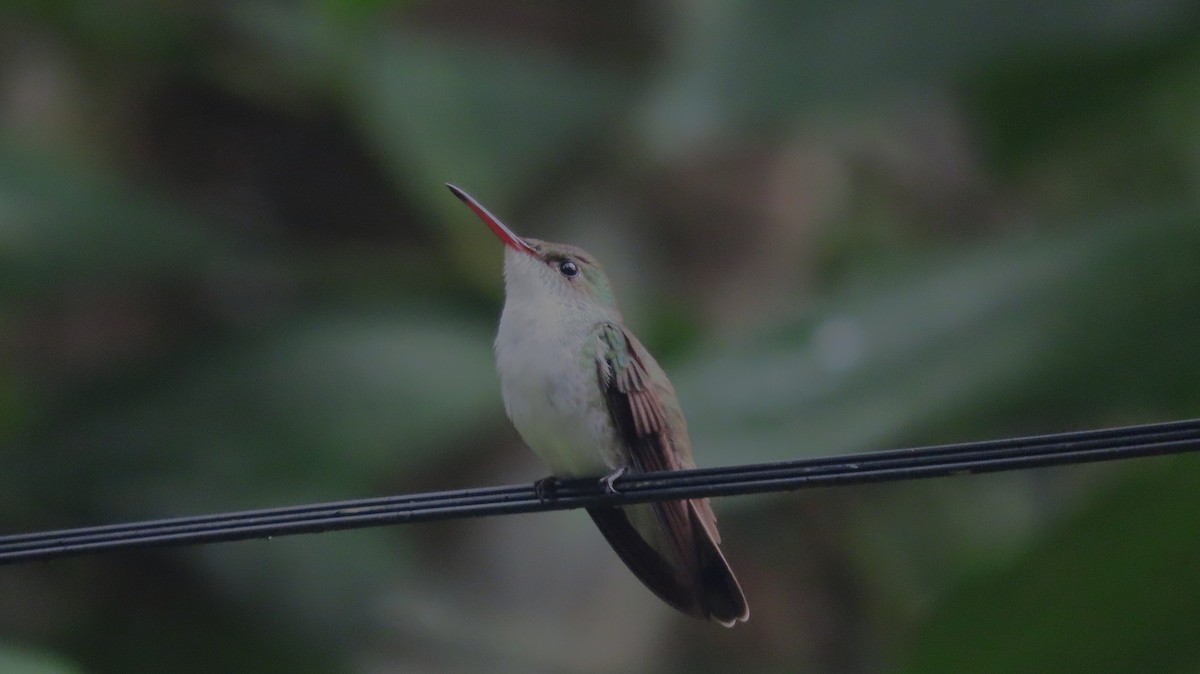 Бронзовая амазилия - ML644572535