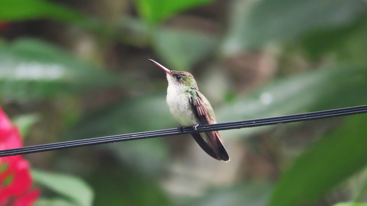 Бронзовая амазилия - ML644572536