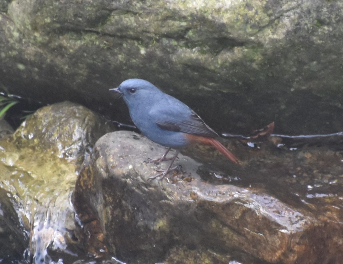 カワビタキ - ML644572537