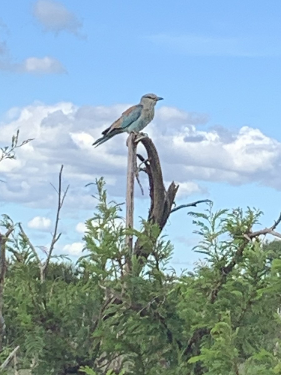 mandelík hajní - ML644572538