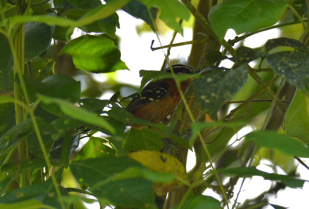 アカハラオナガアリドリ - ML644572539